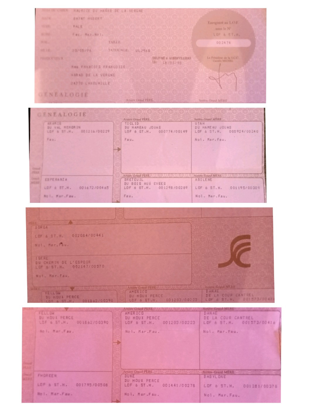 Maurice du Haras de la Vergne