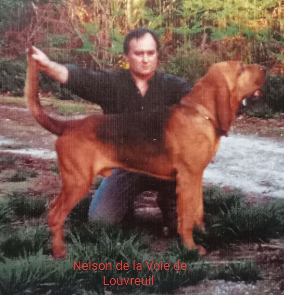 Nelson De La Voie De Louvreuil