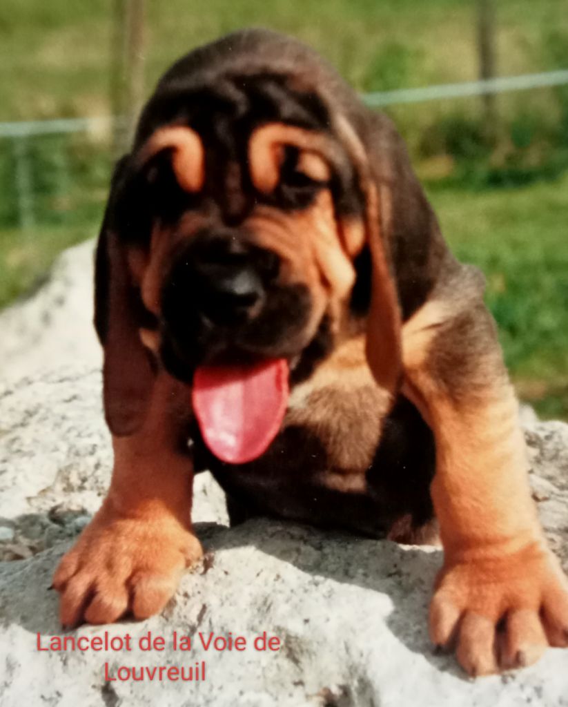 Lancelot De La Voie De Louvreuil