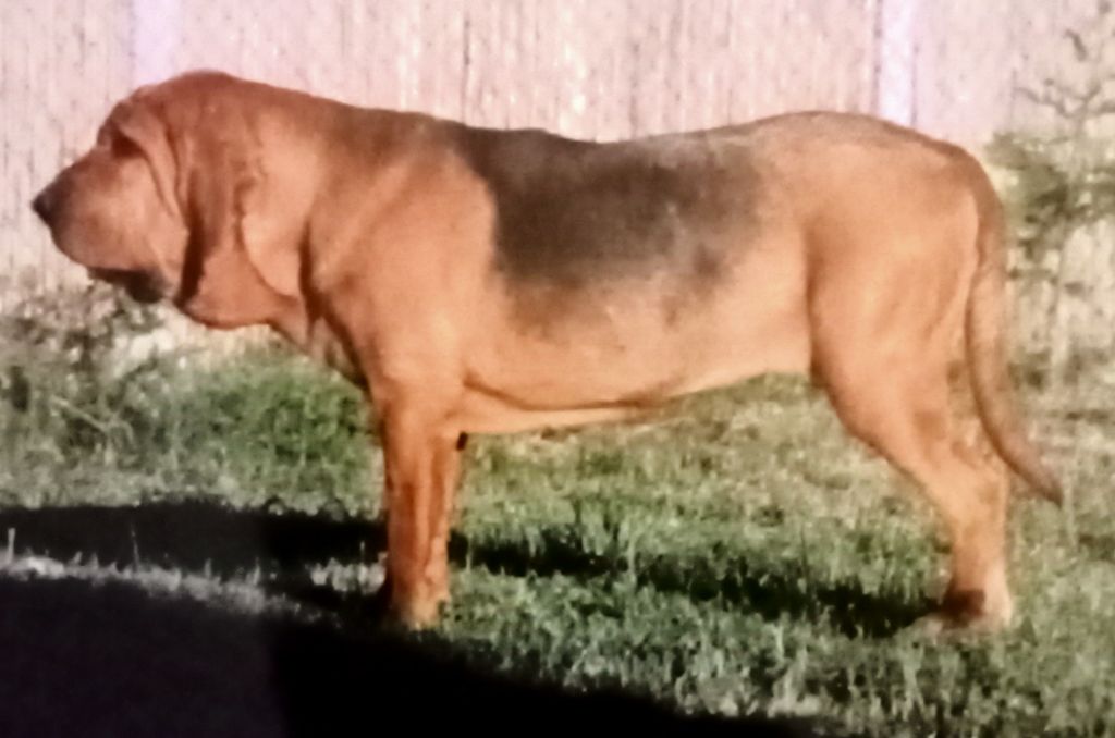 Lorraine De La Voie De Louvreuil