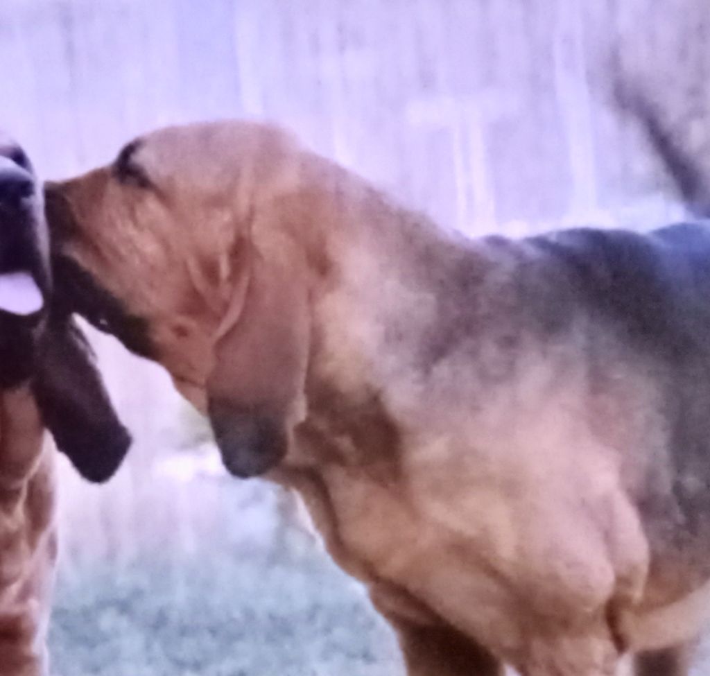 Liselotte De La Voie De Louvreuil