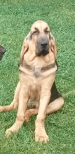 Anila Dubový Hrunok